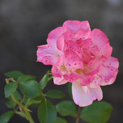 Rose Parkfriedhof Stadthagen