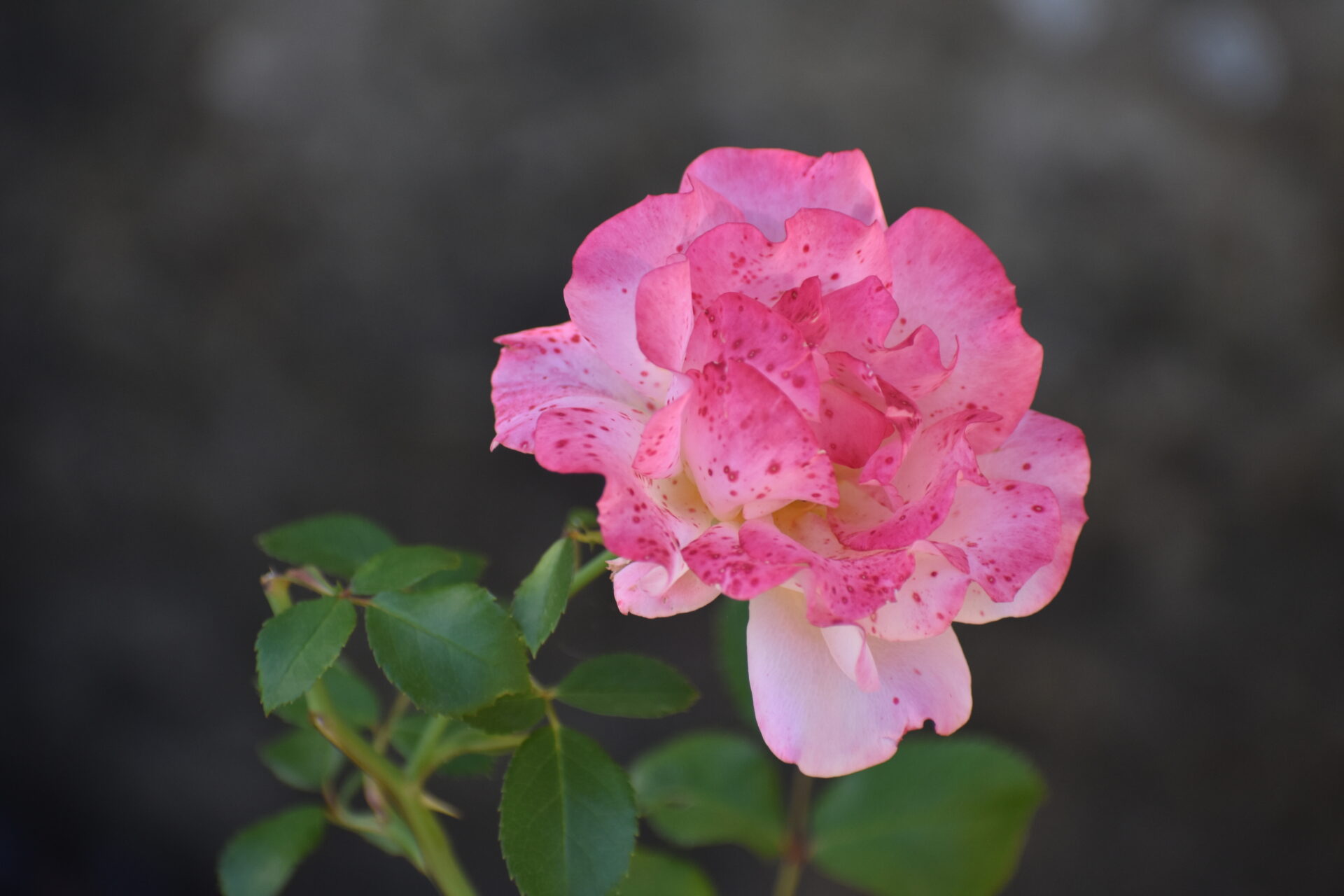 Rose Parkfriedhof Stadthagen