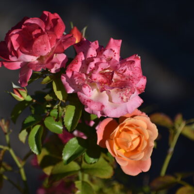 Rosen Parkfriedhof Stadthagen