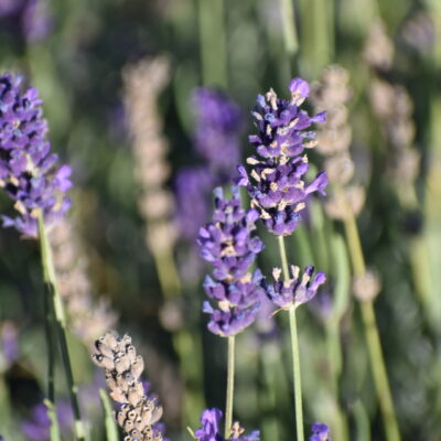 Blumen Parkfriedhof Stadthagen