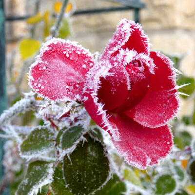 St.-Martini im Winter - Nahaufnahme einer vereisten roten Rose